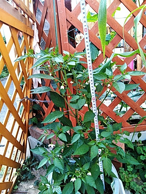 f:id:opamee:20190603191332j:plain f:id:opamee:20190603191332j:plain