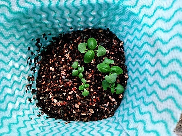 f:id:opamee:20190603192513j:plain f:id:opamee:20190603192513j:plain