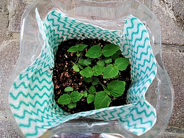 f:id:opamee:20190603192842j:plain f:id:opamee:20190603192842j:plain