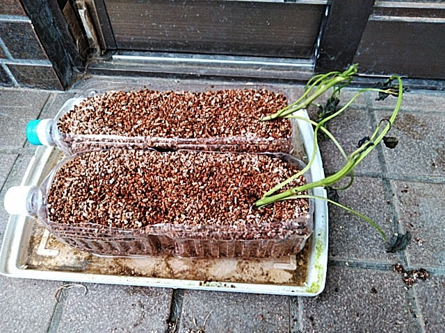 f:id:opamee:20190604183448j:plain f:id:opamee:20190604183448j:plain