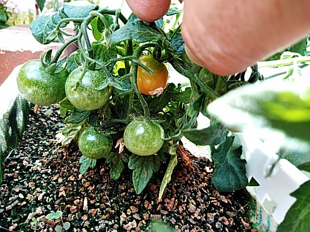 f:id:opamee:20190605141721j:plain f:id:opamee:20190605141721j:plain