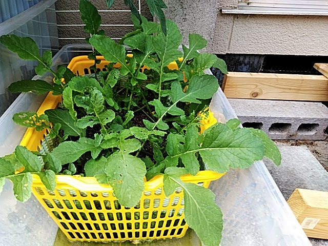 f:id:opamee:20190605142017j:plain f:id:opamee:20190605142017j:plain