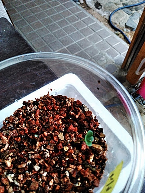 f:id:opamee:20190608191502j:plain f:id:opamee:20190608191502j:plain