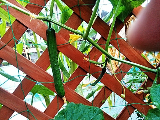 f:id:opamee:20190615084351j:plain f:id:opamee:20190615084351j:plain