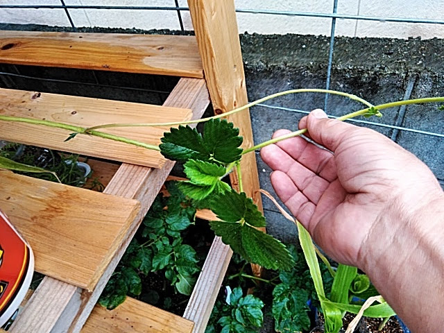f:id:opamee:20190615102712j:plain f:id:opamee:20190615102712j:plain