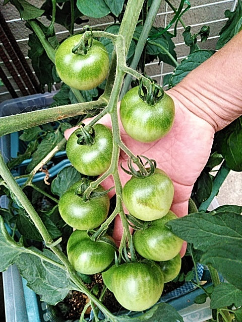 f:id:opamee:20190615120850j:plain f:id:opamee:20190615120850j:plain