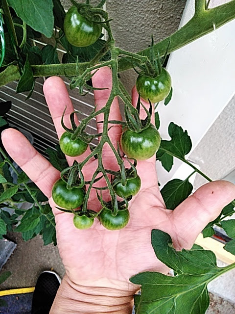 f:id:opamee:20190615121256j:plain f:id:opamee:20190615121256j:plain