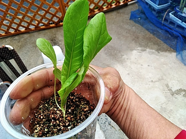 f:id:opamee:20190615132114j:plain f:id:opamee:20190615132114j:plain