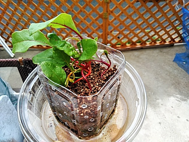 f:id:opamee:20190615132415j:plain f:id:opamee:20190615132415j:plain