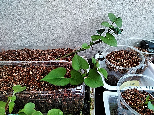 f:id:opamee:20190615143029j:plain f:id:opamee:20190615143029j:plain