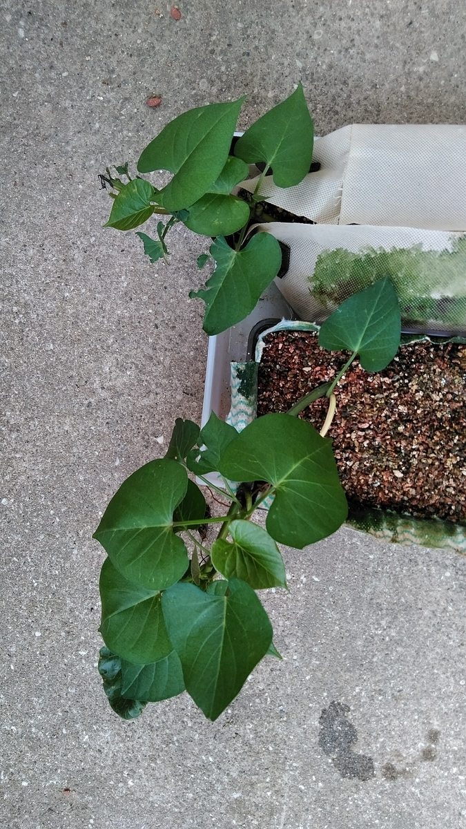 f:id:opamee:20190622175317j:plain f:id:opamee:20190622175317j:plain