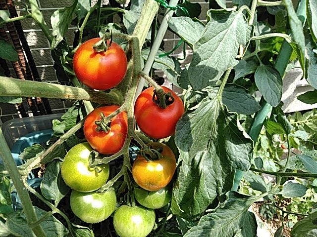 f:id:opamee:20190625112745j:plain f:id:opamee:20190625112745j:plain