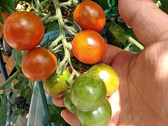 f:id:opamee:20190625113911j:plain f:id:opamee:20190625113911j:plain