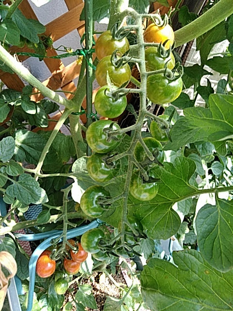 f:id:opamee:20190625114009j:plain f:id:opamee:20190625114009j:plain