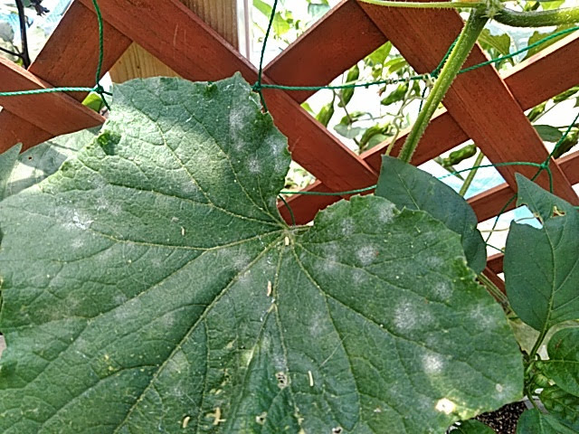 f:id:opamee:20190625192714j:plain f:id:opamee:20190625192714j:plain