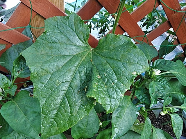 f:id:opamee:20190625192827j:plain f:id:opamee:20190625192827j:plain