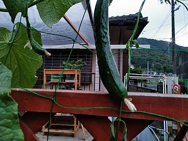f:id:opamee:20190626201046j:plain f:id:opamee:20190626201046j:plain