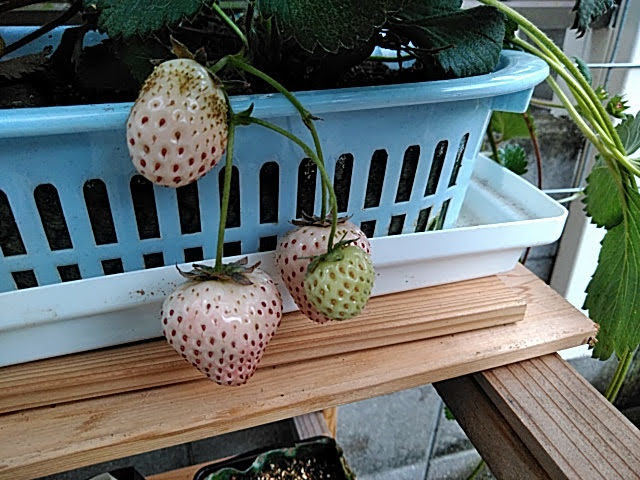 f:id:opamee:20190627174549j:plain f:id:opamee:20190627174549j:plain