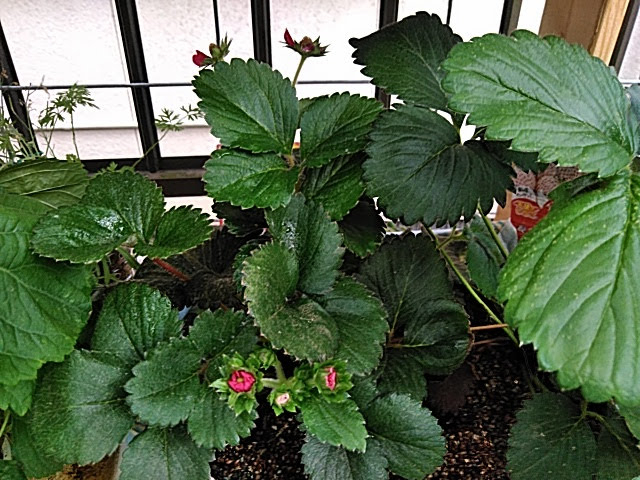 f:id:opamee:20190627174616j:plain f:id:opamee:20190627174616j:plain