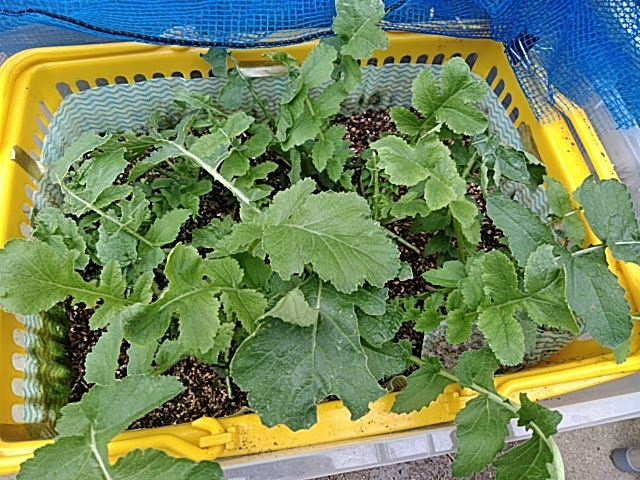 f:id:opamee:20190627174953j:plain f:id:opamee:20190627174953j:plain