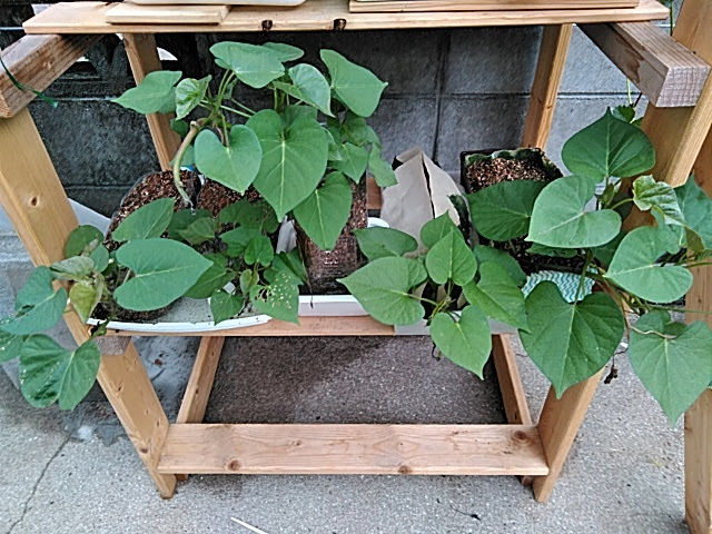 f:id:opamee:20190627180959j:plain f:id:opamee:20190627180959j:plain
