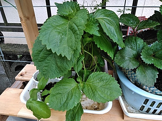 f:id:opamee:20190627181404j:plain f:id:opamee:20190627181404j:plain