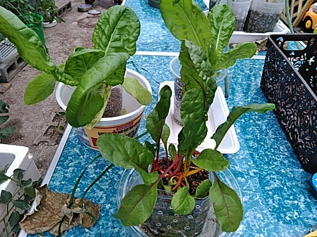 f:id:opamee:20190627181848j:plain f:id:opamee:20190627181848j:plain