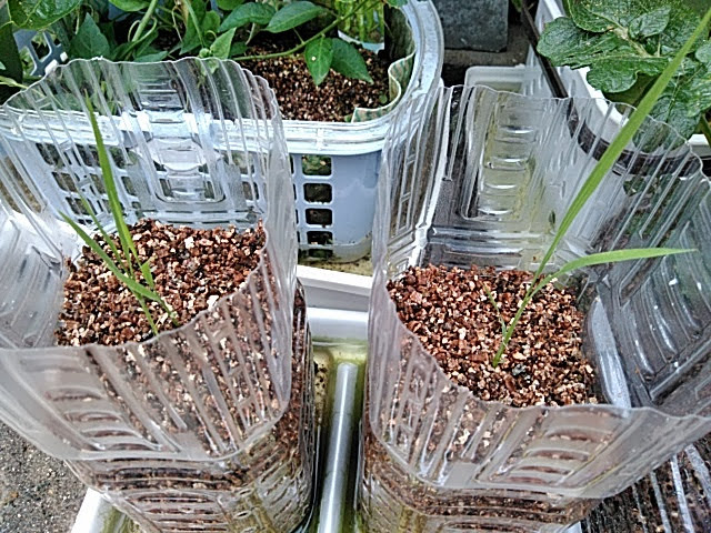f:id:opamee:20190627183753j:plain f:id:opamee:20190627183753j:plain