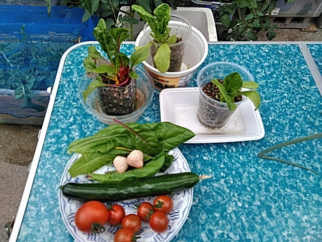 f:id:opamee:20190627184424j:plain f:id:opamee:20190627184424j:plain