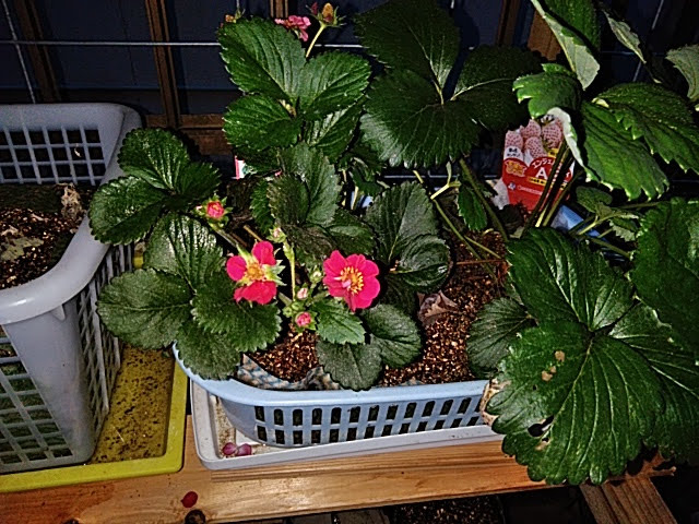 f:id:opamee:20190629202328j:plain f:id:opamee:20190629202328j:plain