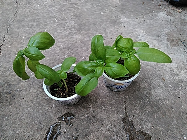f:id:opamee:20190630133900j:plain f:id:opamee:20190630133900j:plain