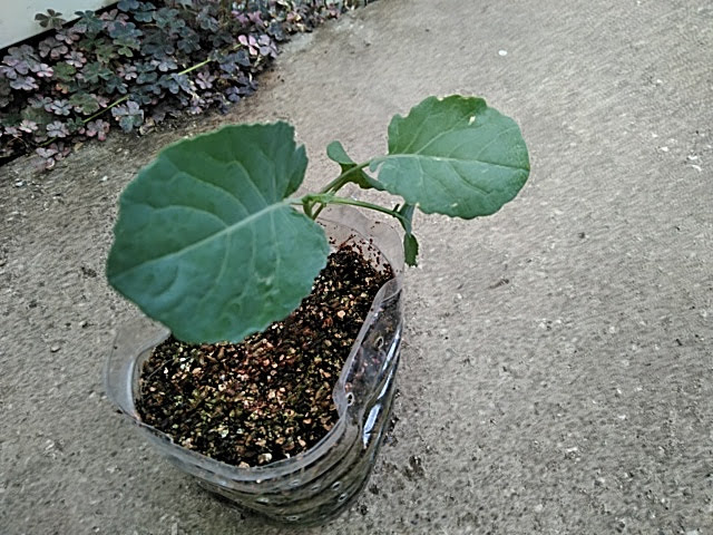 f:id:opamee:20190630144454j:plain f:id:opamee:20190630144454j:plain