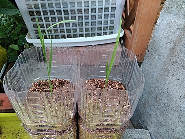 f:id:opamee:20190630154953j:plain f:id:opamee:20190630154953j:plain