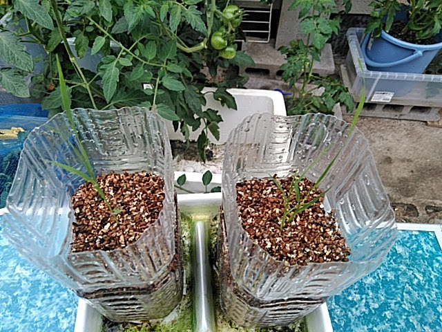 f:id:opamee:20190630155034j:plain f:id:opamee:20190630155034j:plain