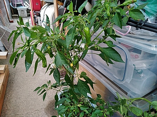 f:id:opamee:20190702201110j:plain f:id:opamee:20190702201110j:plain