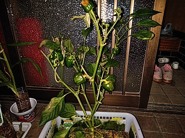 f:id:opamee:20190702201242j:plain f:id:opamee:20190702201242j:plain