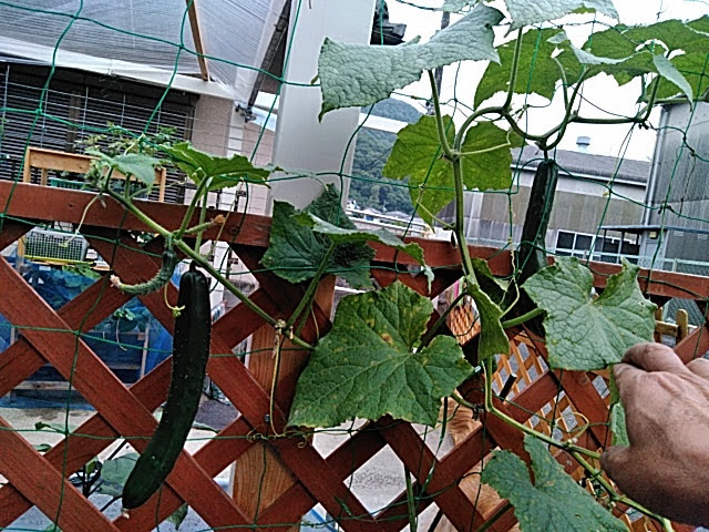 f:id:opamee:20190702201549j:plain f:id:opamee:20190702201549j:plain