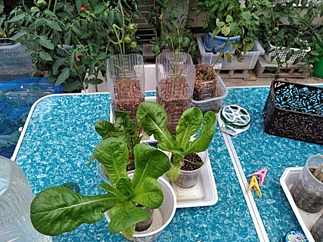 f:id:opamee:20190702203311j:plain f:id:opamee:20190702203311j:plain