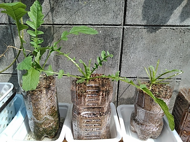 f:id:opamee:20190708204901j:plain f:id:opamee:20190708204901j:plain