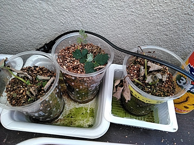 f:id:opamee:20190708205912j:plain f:id:opamee:20190708205912j:plain