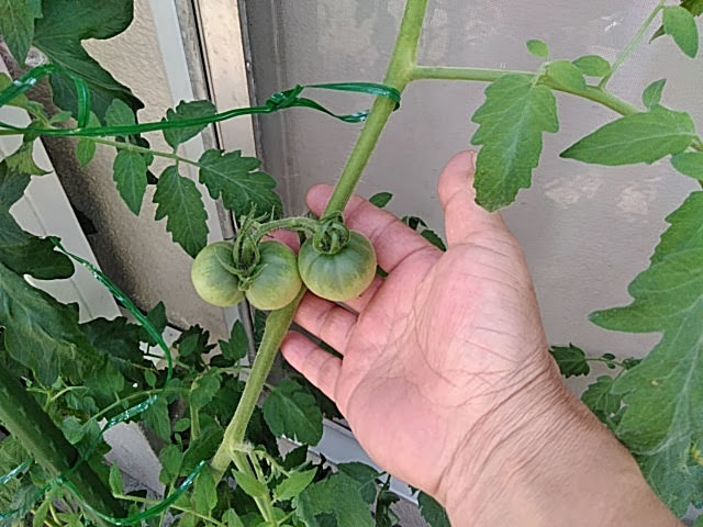 f:id:opamee:20190708215456j:plain f:id:opamee:20190708215456j:plain