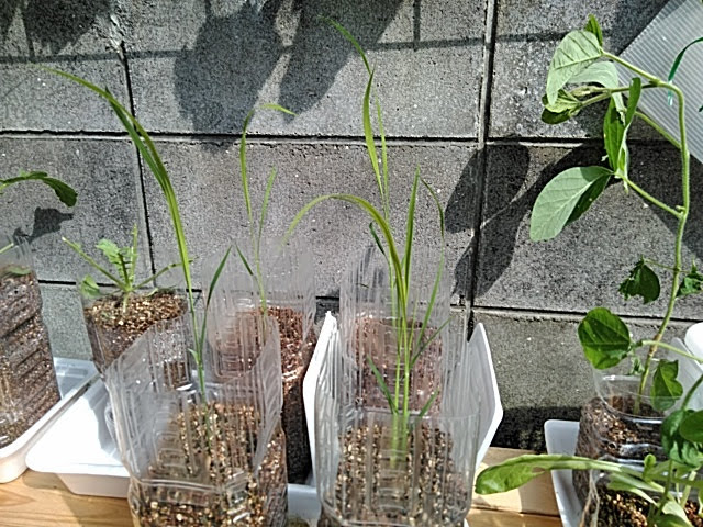 f:id:opamee:20190708215916j:plain f:id:opamee:20190708215916j:plain