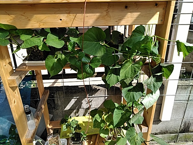 f:id:opamee:20190708220858j:plain f:id:opamee:20190708220858j:plain