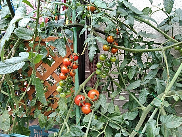 f:id:opamee:20190712215433j:plain f:id:opamee:20190712215433j:plain