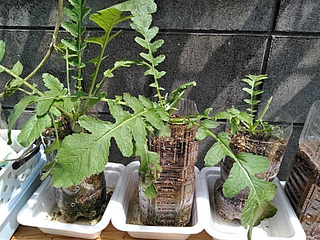 f:id:opamee:20190712220947j:plain f:id:opamee:20190712220947j:plain