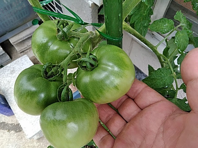 f:id:opamee:20190715120925j:plain f:id:opamee:20190715120925j:plain