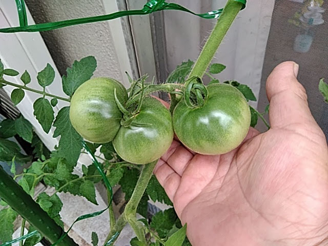f:id:opamee:20190715120950j:plain f:id:opamee:20190715120950j:plain