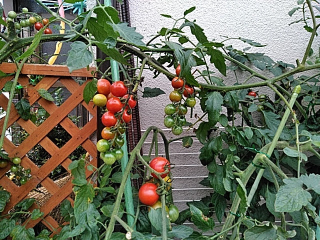 f:id:opamee:20190715121021j:plain f:id:opamee:20190715121021j:plain