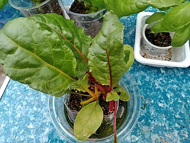 f:id:opamee:20190715122542j:plain f:id:opamee:20190715122542j:plain