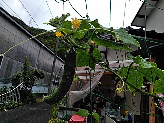 f:id:opamee:20190715123134j:plain f:id:opamee:20190715123134j:plain